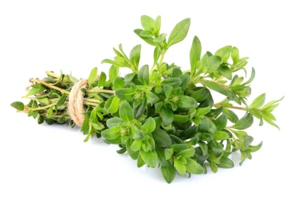 Thyme